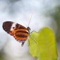 IMG_4667 butterfly on leaf